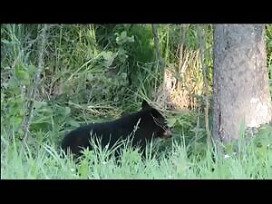 Moose watching as her calf gets eaten alive by a Black Bear